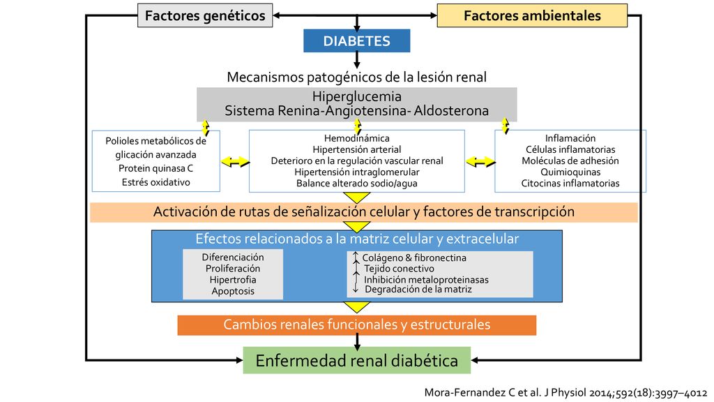 diabetes metaloproteinasas de la matriz